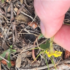 Goodenia hederacea subsp. hederacea at Bungendore, NSW - 14 Nov 2024