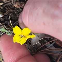 Goodenia hederacea subsp. hederacea at Bungendore, NSW - 14 Nov 2024