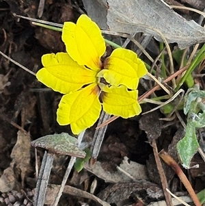 Goodenia hederacea subsp. hederacea at Bungendore, NSW - 14 Nov 2024