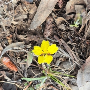 Goodenia hederacea subsp. hederacea at Bungendore, NSW - 14 Nov 2024