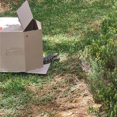 Tiliqua scincoides scincoides (Eastern Blue-tongue) at Bonner, ACT - 14 Nov 2024 by Caitlinks