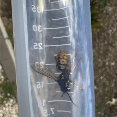 Vespula germanica (German Yellowjacket Wasp (also known as European Wasp)) at Bonner, ACT - 14 Nov 2024 by MegFluke