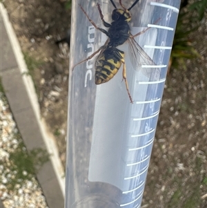 Vespula germanica at Bonner, ACT - suppressed