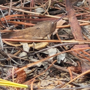 Goniaea carinata at Bungendore, NSW - suppressed
