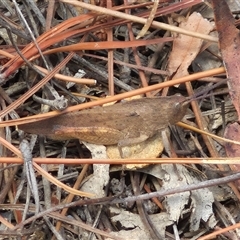 Goniaea carinata at Bungendore, NSW - suppressed
