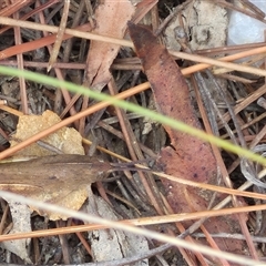 Goniaea carinata at Bungendore, NSW - suppressed