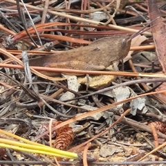 Goniaea carinata at Bungendore, NSW - suppressed