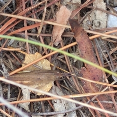 Goniaea carinata at Bungendore, NSW - suppressed