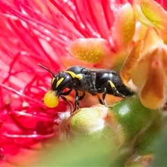 Hylaeus (Gnathoprosopis) amiculinus (Hylaeine colletid bee) at Googong, NSW - 10 Nov 2024 by WHall