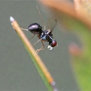 Sepsidae (family) at Googong, NSW - 11 Nov 2024