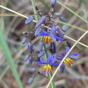 Dianella revoluta var. revoluta at Bungendore, NSW - suppressed