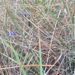 Dianella revoluta var. revoluta at Bungendore, NSW - suppressed