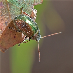 Edusella sp. (genus) at Higgins, ACT - 13 Nov 2024