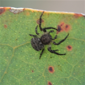 Cymbacha sp (genus) at Higgins, ACT - 13 Nov 2024 03:00 PM