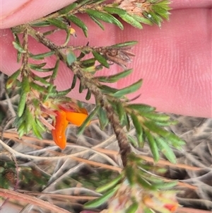 Pultenaea subspicata at Bungendore, NSW - 14 Nov 2024