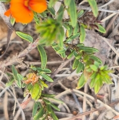 Pultenaea subspicata at Bungendore, NSW - 14 Nov 2024