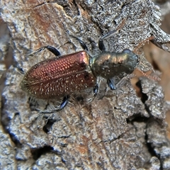 Cleridae sp. (family) (Checkered beetle) at Higgins, ACT - 13 Nov 2024 by MichaelWenke