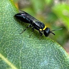 Hylaeus (Prosopisteron) primulipictus (Hylaeine colletid bee) at Aranda, ACT - 14 Nov 2024 by Jubeyjubes