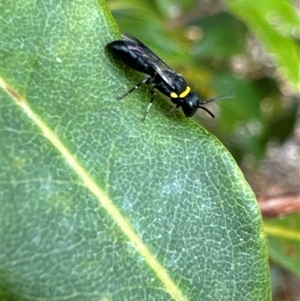 Hylaeus (Prosopisteron) primulipictus at Aranda, ACT - 14 Nov 2024