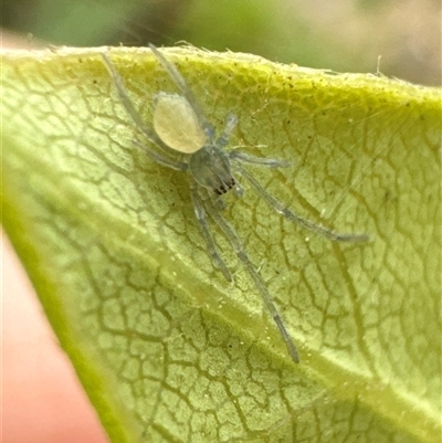 Unidentified Other hunting spider at Aranda, ACT - 14 Nov 2024 by Jubeyjubes