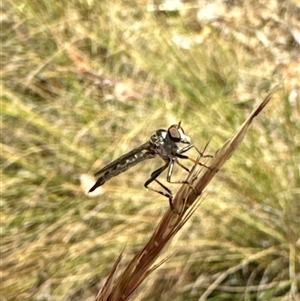 Cerdistus sp. (genus) at Aranda, ACT - 14 Nov 2024