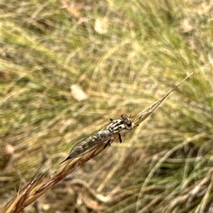 Cerdistus sp. (genus) at Aranda, ACT - 14 Nov 2024