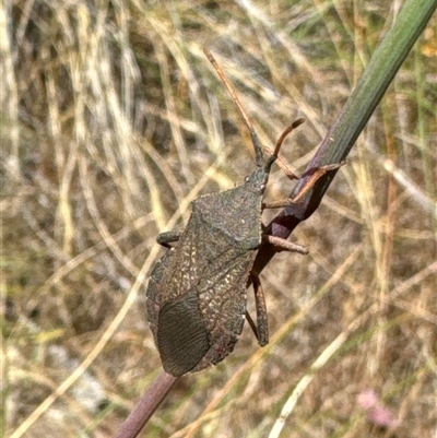 Amorbus sp. (genus) (Eucalyptus Tip bug) at Aranda, ACT - 14 Nov 2024 by Jubeyjubes