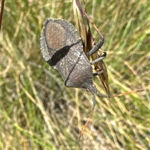 Amorbus sp. (genus) at Aranda, ACT - 14 Nov 2024 02:43 PM