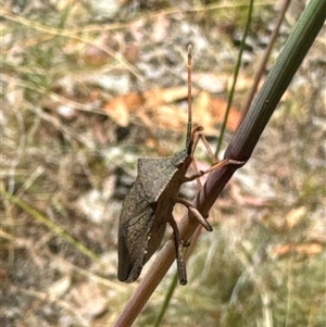 Amorbus sp. (genus) at Aranda, ACT - 14 Nov 2024 02:43 PM