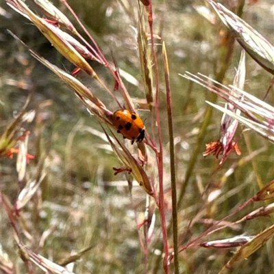 Hippodamia variegata (Spotted Amber Ladybird) at Aranda, ACT - 14 Nov 2024 by Jubeyjubes