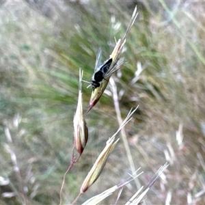 Australiphthiria (genus) at Aranda, ACT - 14 Nov 2024 02:33 PM