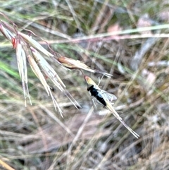 Australiphthiria (genus) at Aranda, ACT - 14 Nov 2024 02:33 PM