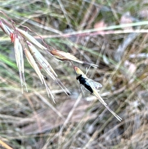 Australiphthiria (genus) at Aranda, ACT - 14 Nov 2024 02:33 PM