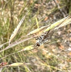 Tabanidae (family) (Unidentified march or horse fly) at Aranda, ACT - 14 Nov 2024 by Jubeyjubes