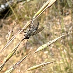 Tabanidae (family) at Aranda, ACT - 14 Nov 2024 02:25 PM