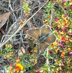 Neolucia agricola (Fringed Heath-blue) at Aranda, ACT - 14 Nov 2024 by Jubeyjubes