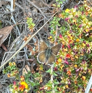 Neolucia agricola at Aranda, ACT - 14 Nov 2024 02:15 PM