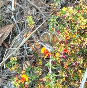 Neolucia agricola at Aranda, ACT - 14 Nov 2024 02:15 PM