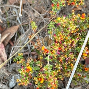 Neolucia agricola at Aranda, ACT - 14 Nov 2024 02:15 PM