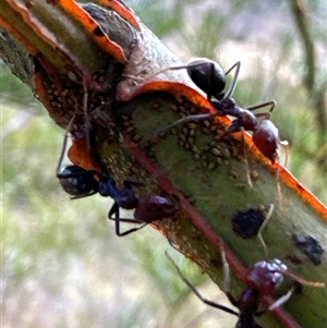 Iridomyrmex purpureus at Aranda, ACT - 14 Nov 2024