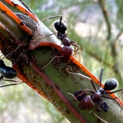 Iridomyrmex purpureus at Aranda, ACT - 14 Nov 2024