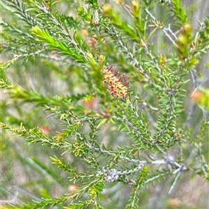 Melaleuca parvistaminea at Aranda, ACT - 14 Nov 2024