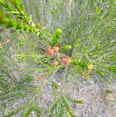 Melaleuca parvistaminea at Aranda, ACT - 14 Nov 2024