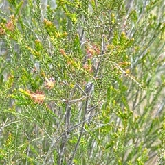 Melaleuca parvistaminea at Aranda, ACT - 14 Nov 2024 02:05 PM