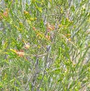 Melaleuca parvistaminea at Aranda, ACT - 14 Nov 2024