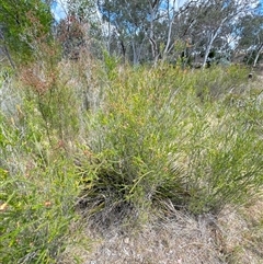 Melaleuca parvistaminea at Aranda, ACT - 14 Nov 2024