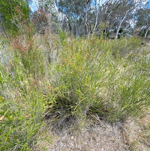 Melaleuca parvistaminea at Aranda, ACT - 14 Nov 2024