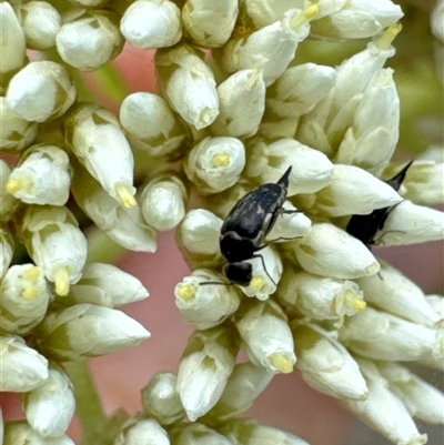 Mordellidae (family) (Unidentified pintail or tumbling flower beetle) at Aranda, ACT - 14 Nov 2024 by Jubeyjubes