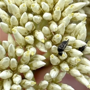 Mordellidae (family) at Aranda, ACT - 14 Nov 2024