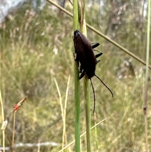 Homotrysis sp. (genus) at Aranda, ACT - 14 Nov 2024 01:58 PM